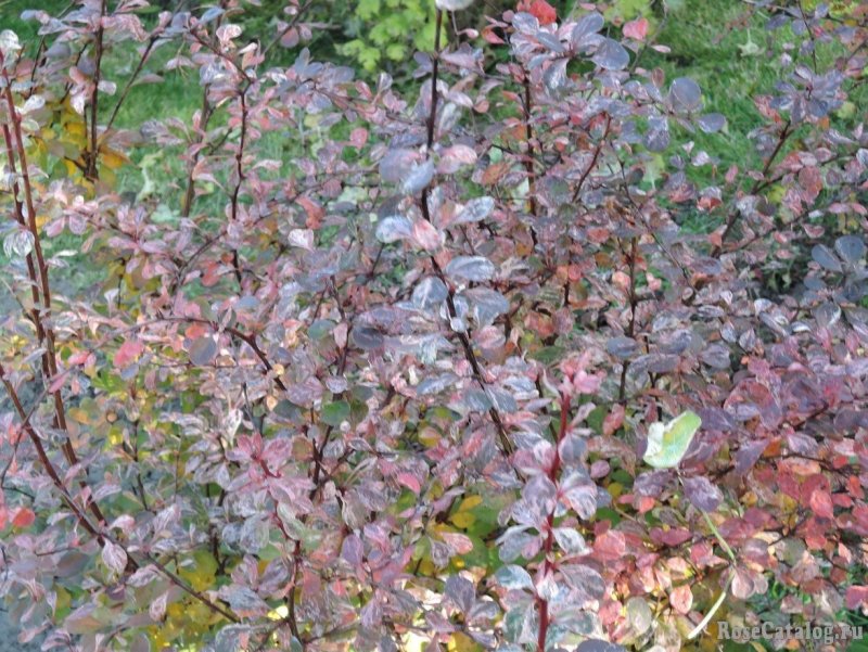 Барбарис Тунберга (Berberis thunbergii `Harlequin`)