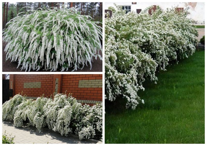 Спирея серая (Spiraea cinerea `Grefsheim`)