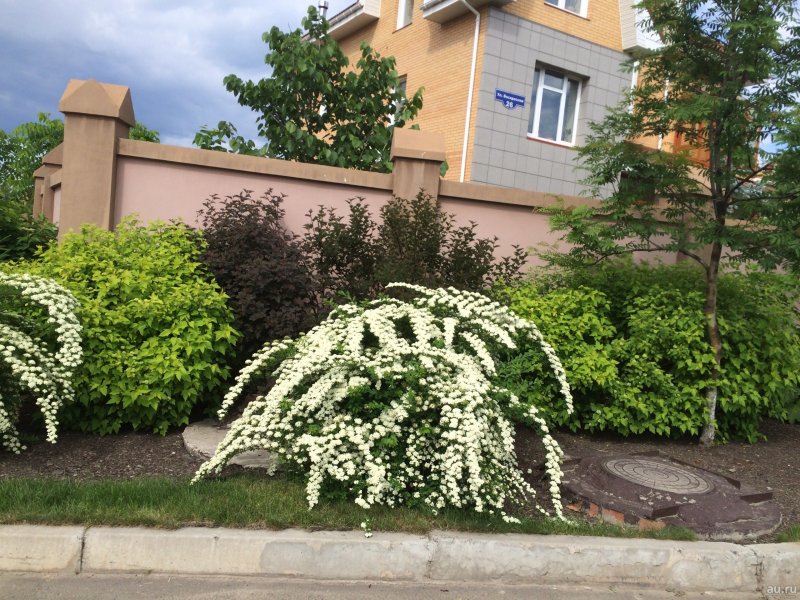 Спирея серая Грефшейм изгородь