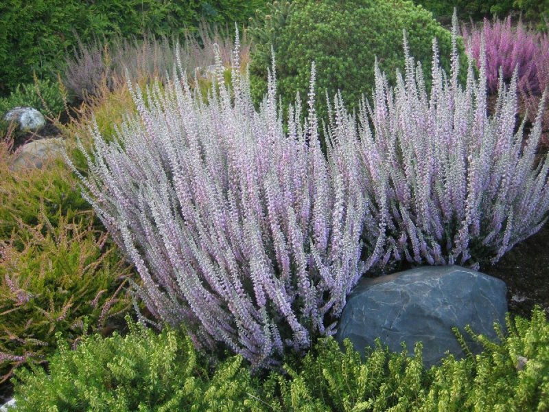 Вереск декоративный (Calluna Salisb)