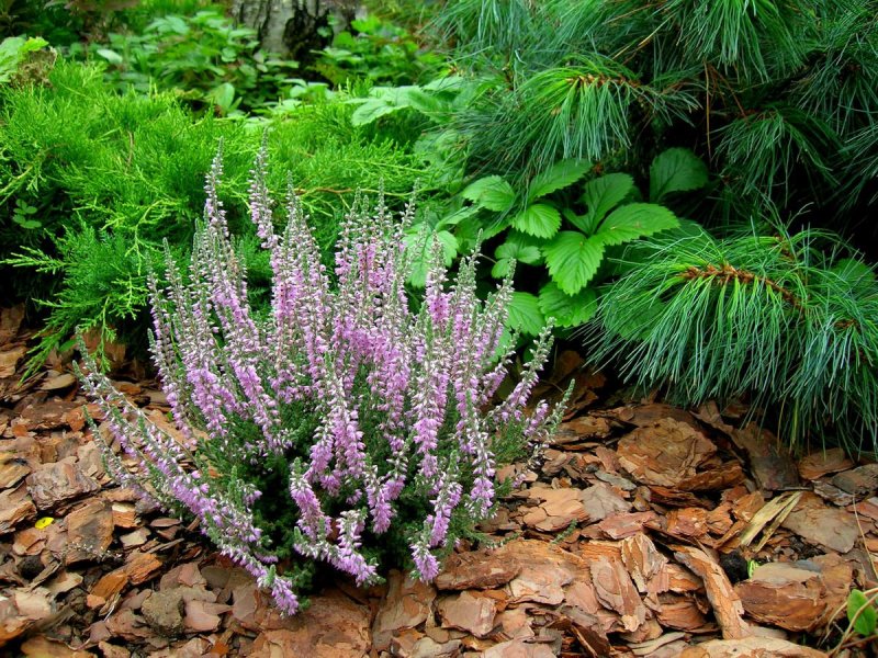 Вереск Calluna vulgaris в ландшафте