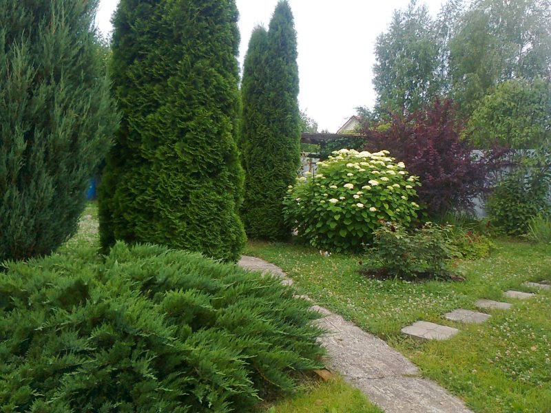 Туя Смарагд Живая изгородь