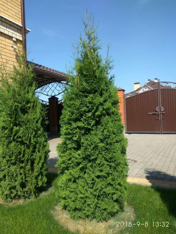 Туя Колумна 3 метра