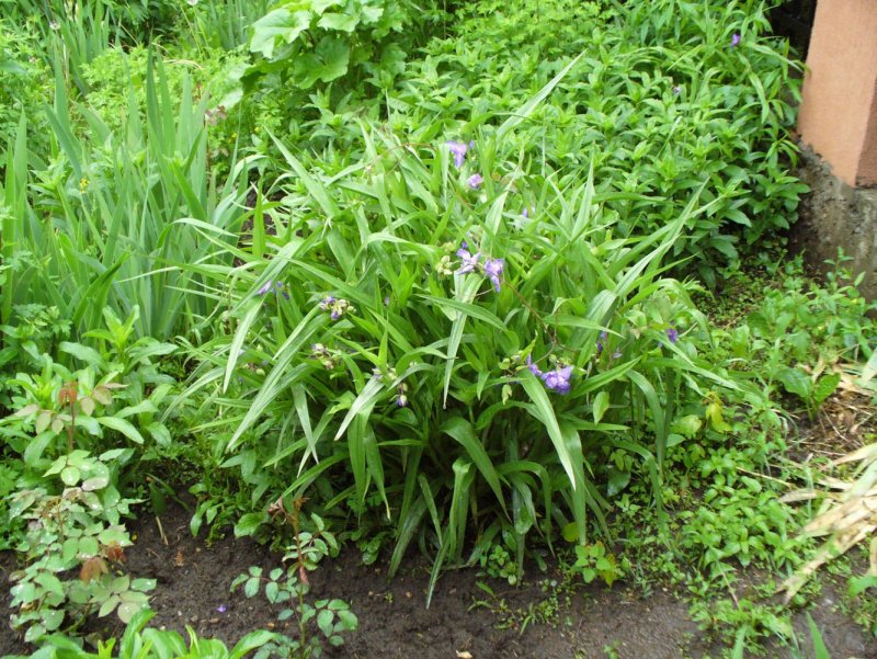Tradescantia virginiana на клумбе