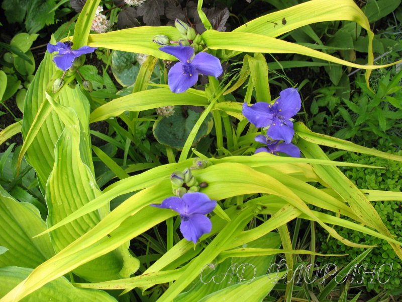 Tradescantia sweetness paars-wit