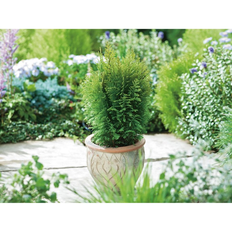 Chamaecyparis pisifera Gold Spangle