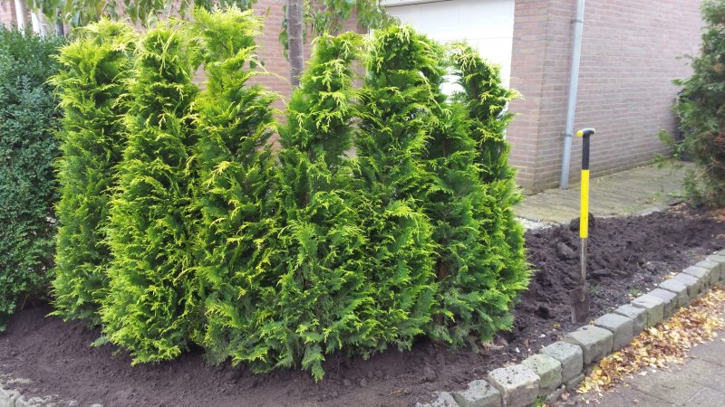 Chamaecyparis lawsoniana Stardust