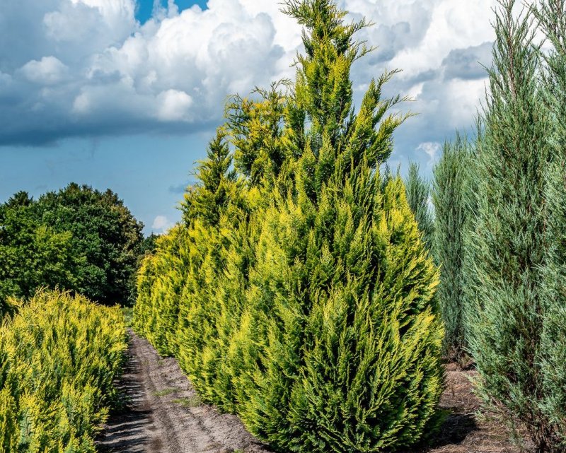 Chamaecyparis lawsoniana Alumigold