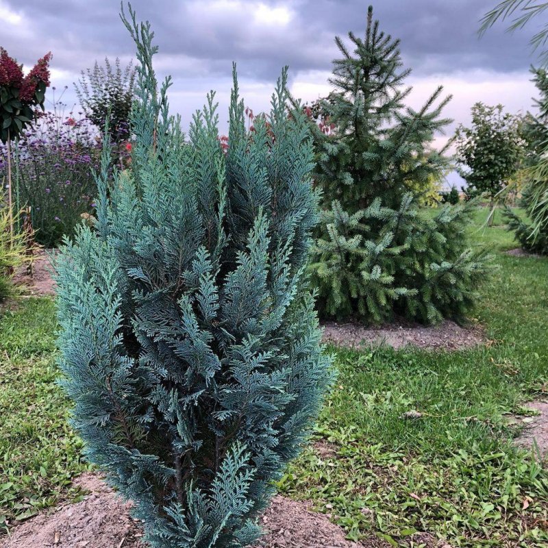 Кипарисовик columnaris glauca (50-60) c5
