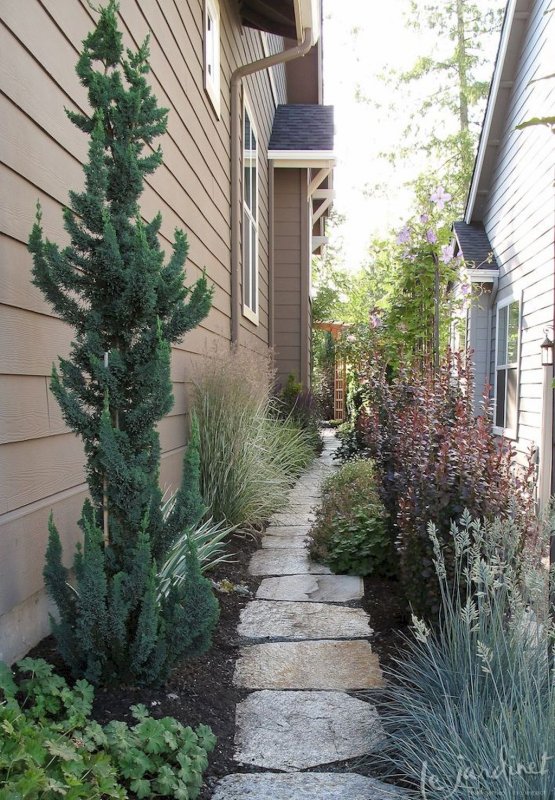 Chamaecyparis lawsoniana Stardust
