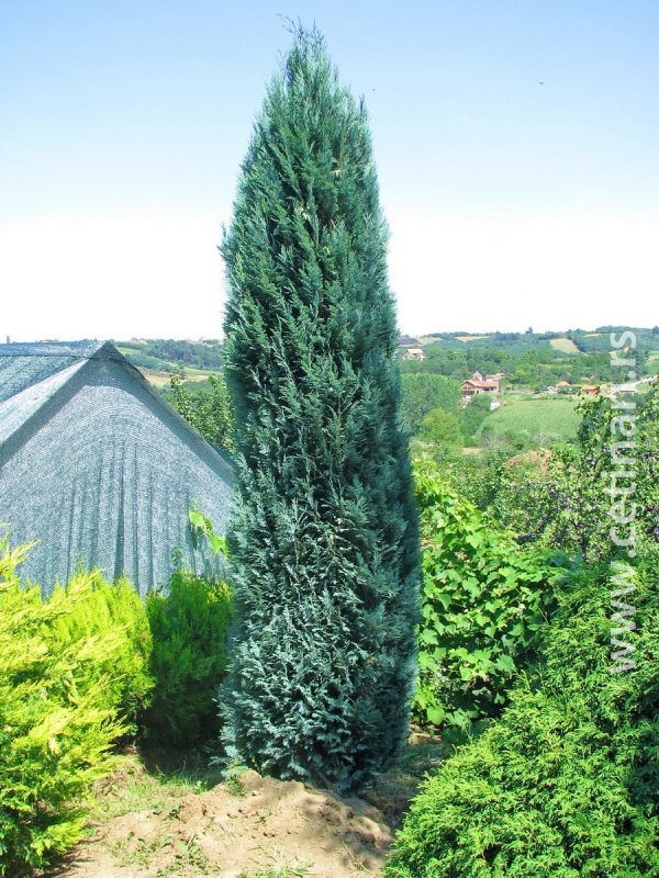 Кипарисовик Лавсона Wissel's Saguaro