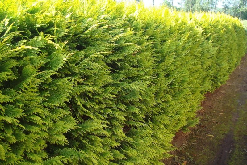 Chamaecyparis lawsoniana Alumigold