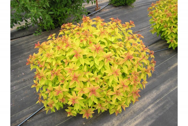 Спирея японская "Голдфлейм" Spiraea japonica "Goldflame"