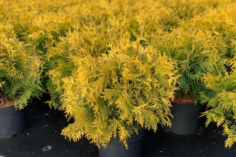 Thuja occidentalis Golden Globe