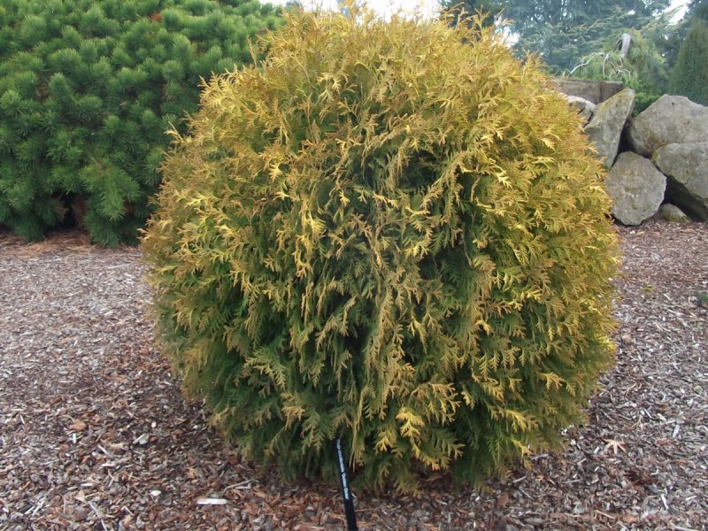 Туя Западная (Thuja occidentalis Golden Globe