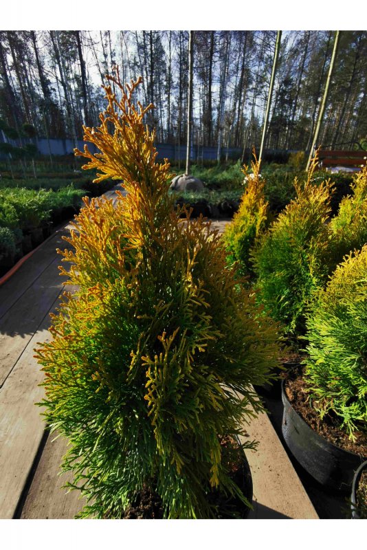 Туя Западная globosa Aurea
