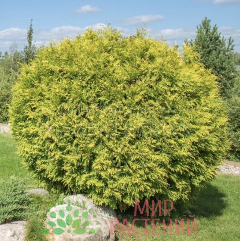 Туя Западная Golden Anne