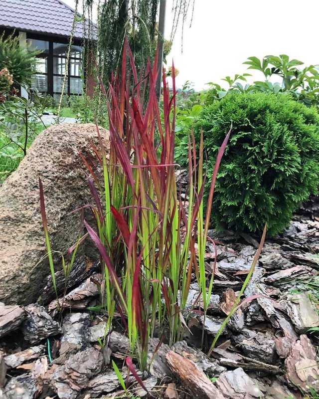 Императа (Imperata) Red Baron