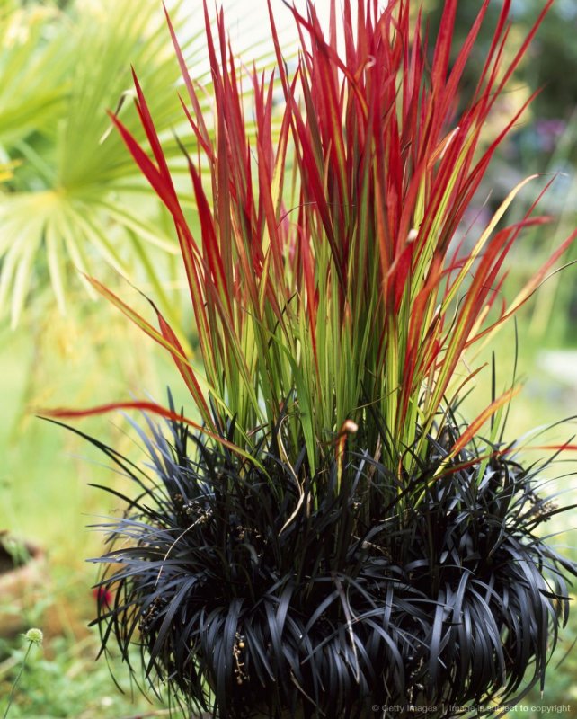 Императа цилиндрическая (Imperata cylindrica 'Red Baron')