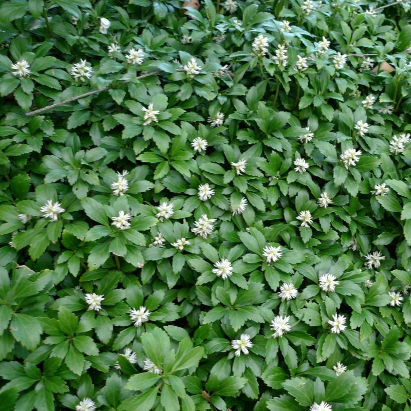 Пахизандра верхушечная Pachysandra terminalis Green Carpet