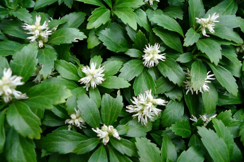 Пахизандра верхушечная Green Sheen
