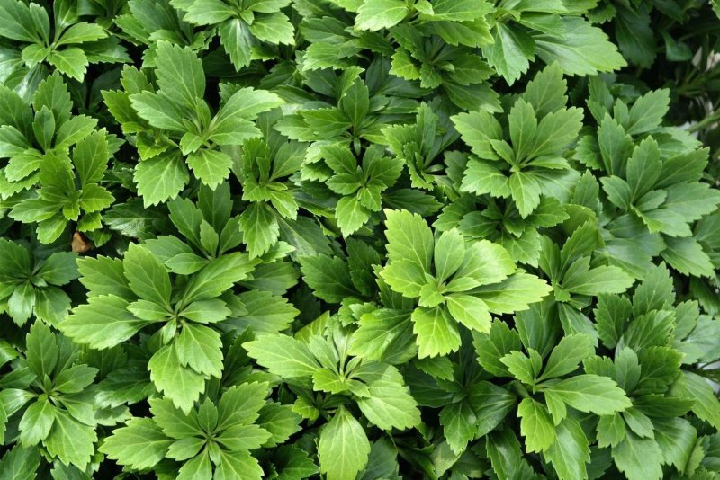 Пахизандра верхушечная Green Carpet