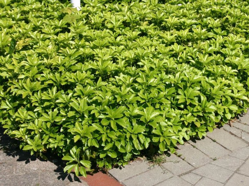 Пахизандра 'Green Sheen'