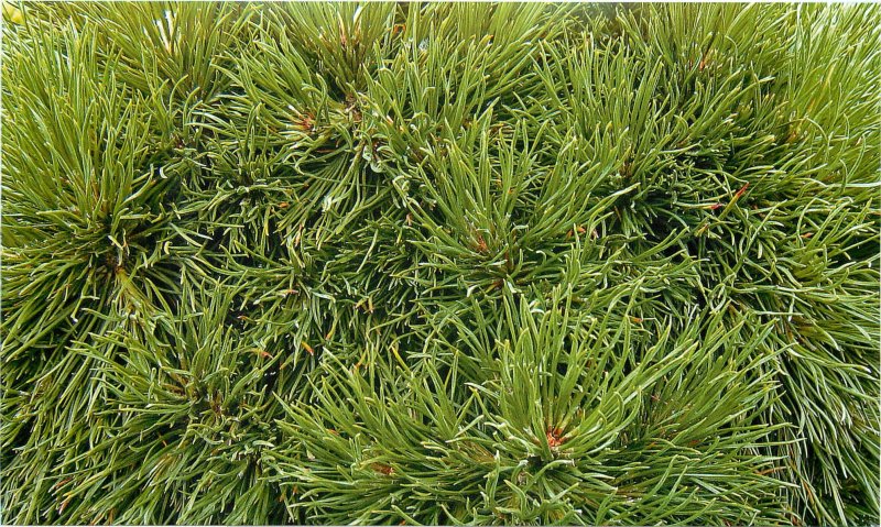 Pinus mugo Varella на штамбе