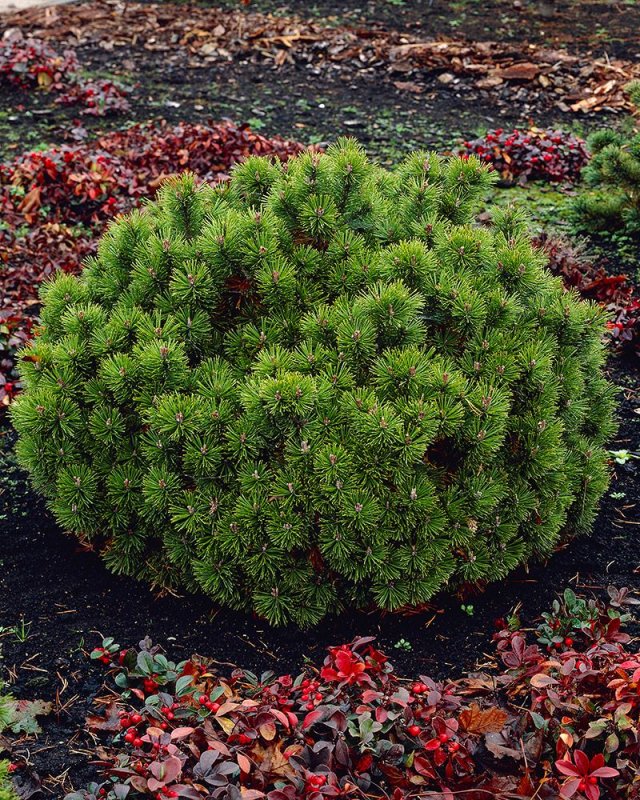 Pinus mugo Varella