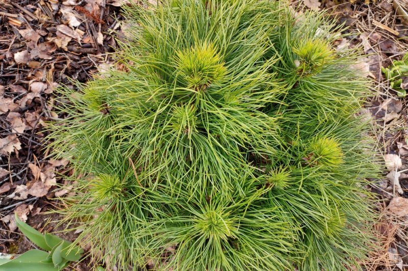 Pinus mugo Varella (pa)