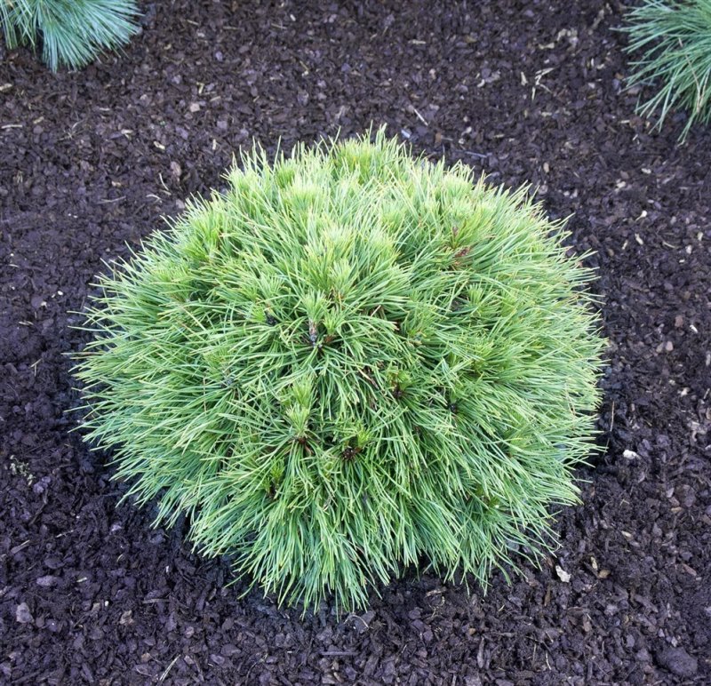Сосна Горная 'Varella' (Pinus mugo 'Varella'