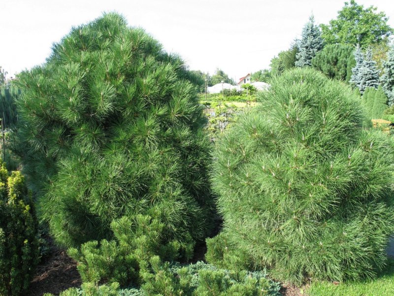 Сосна Pinus mugo Varella