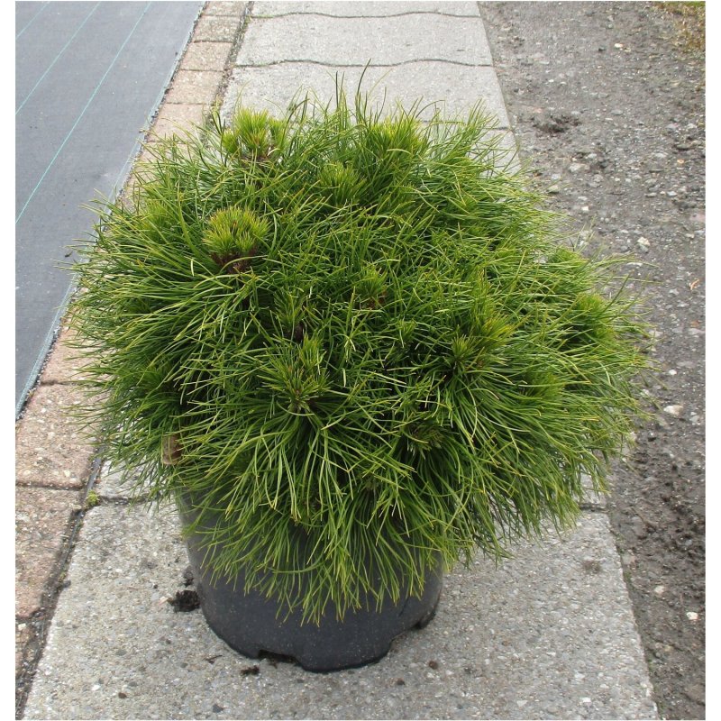 Pinus mugo Agatka
