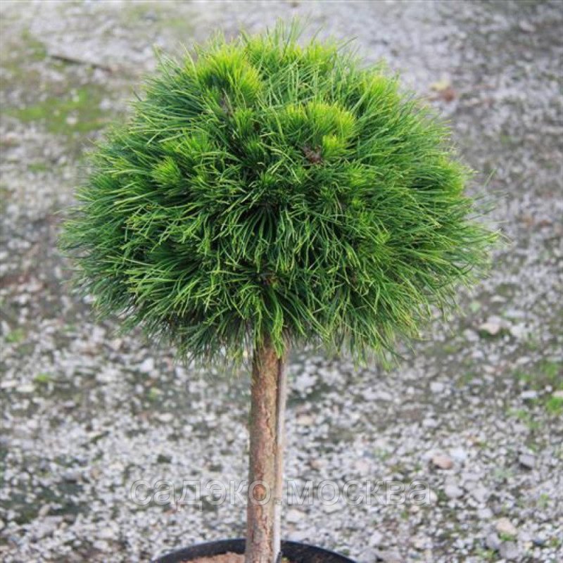 Сосна белокорая Шмидта - Pinus heldreichii Smidtii