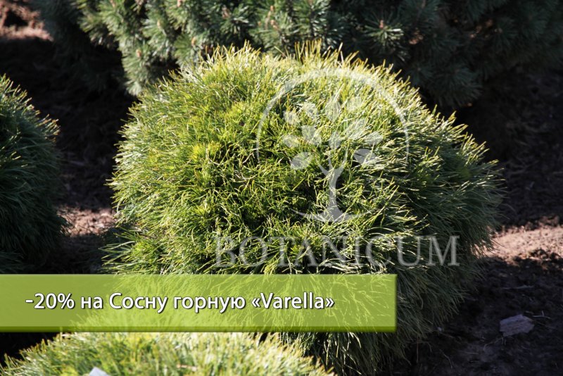 Сосна Горная Ватерери
