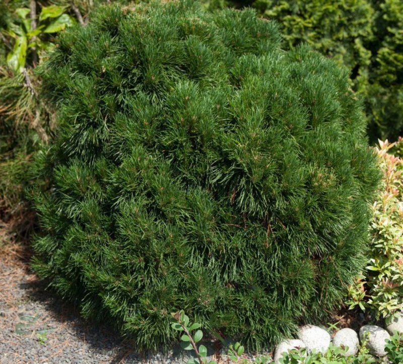 Сосна Горная Pinus Triumph