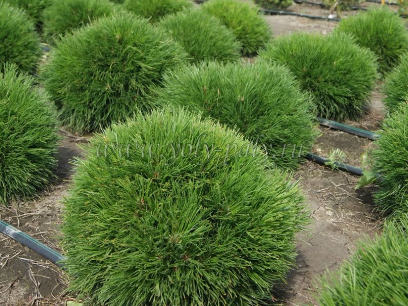 Сосна Горная Varella Pinus mugo
