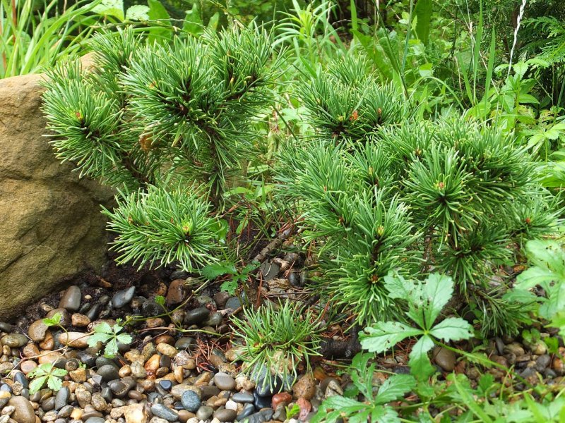 Pinus mugo Starkl