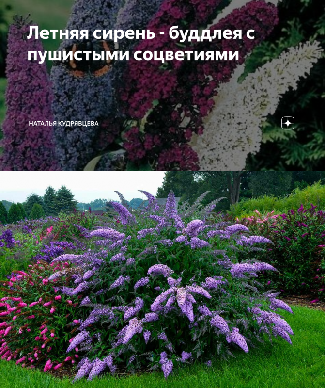 Кустарник Буддлея " Триколор"