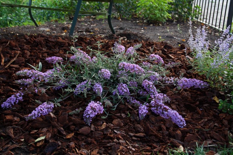 Буддлея Давида Buddleja davidii