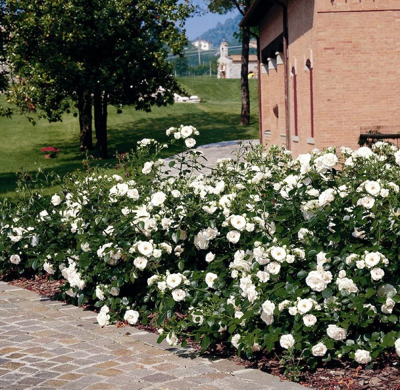 Aspirin Rose (аспирин), Tantau