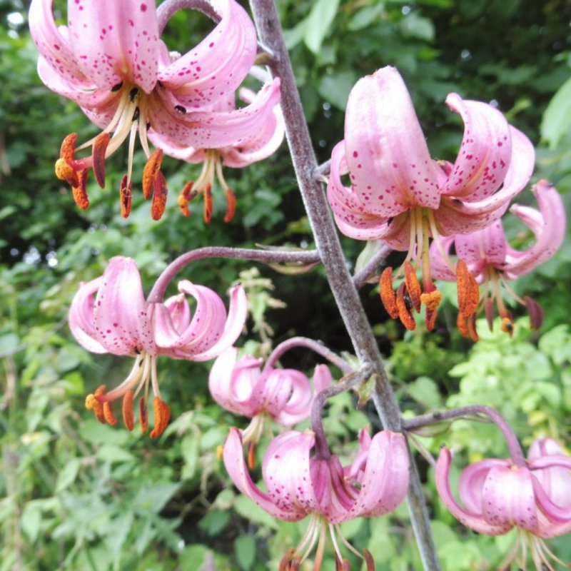 Lilium medeoloides