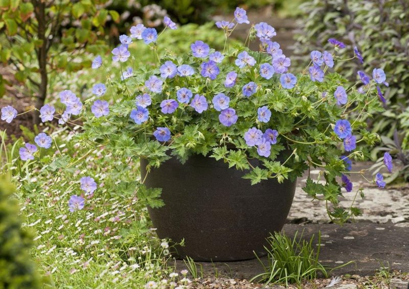 Герань Розанна (Geranium Rozanne ®)