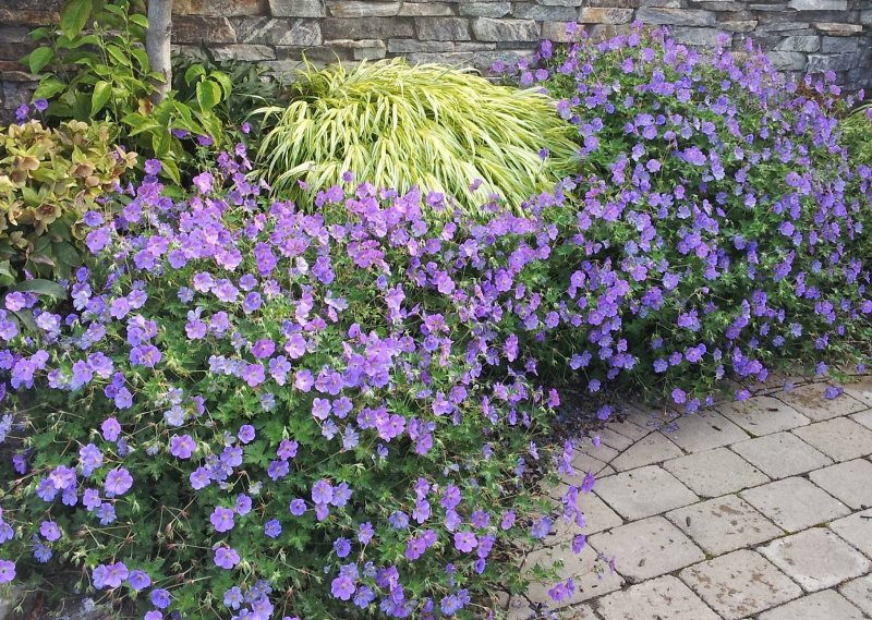 Герань Розанна (Geranium Rozanne ®)