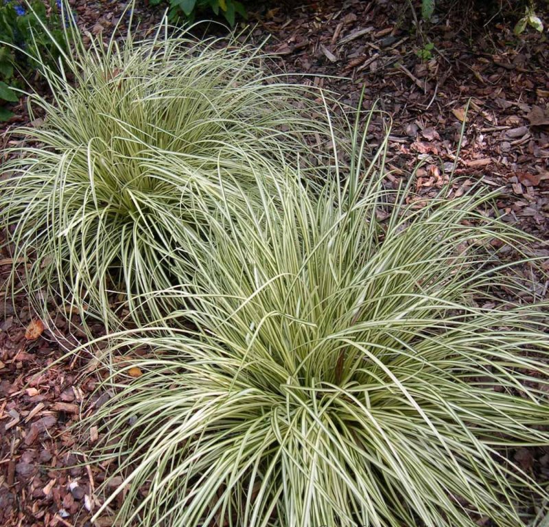 Осока сизая (Carex glauca)