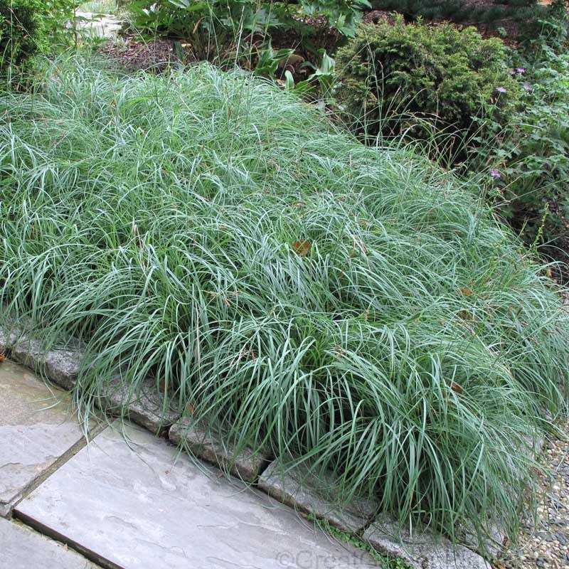 Осока сизая (Carex glauca)