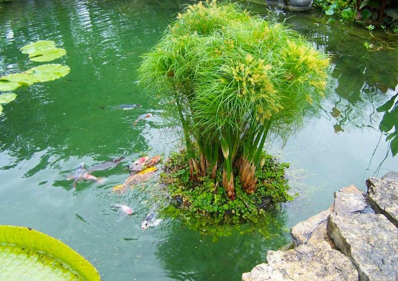 Водяные растения для пруда