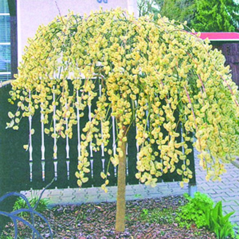 Ива Козья pendula