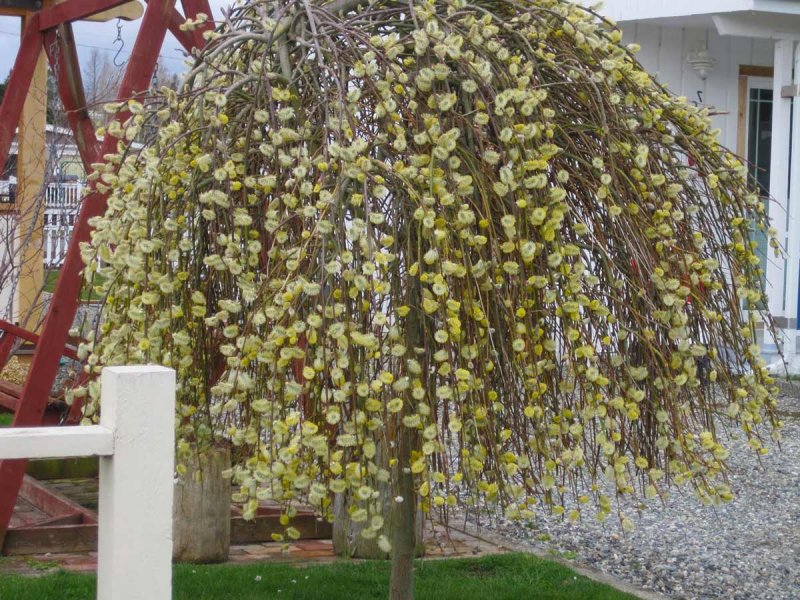 Ива Козья (Salix caprea) Килмарнок