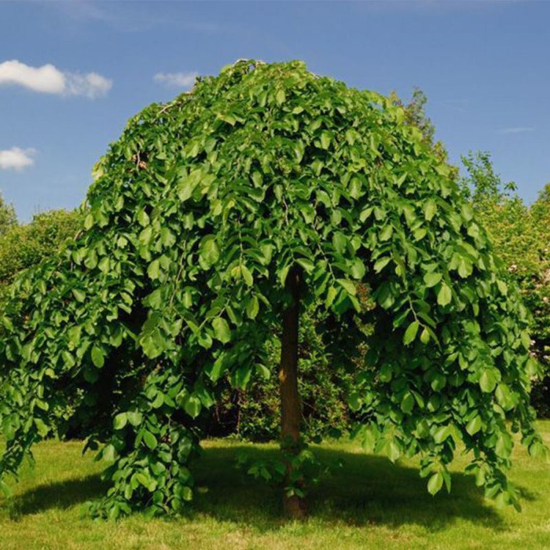 Вяз Плакучий Кампердоуни